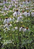 Echinacea pallida Hula Dancer